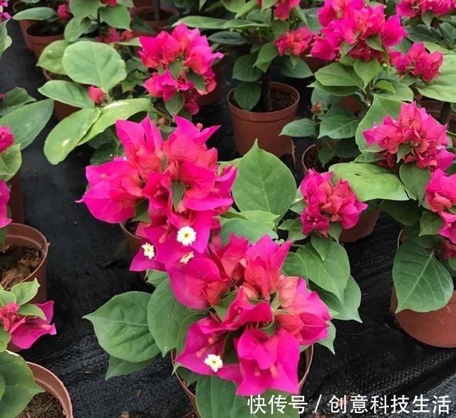 家中养三角梅,做到“1个多2个少”,长成花棚,开花一大片!