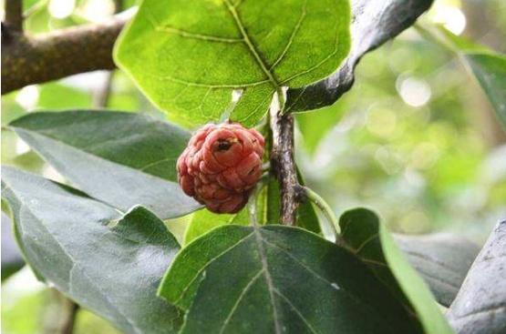 金贵|奇闻过去它是农家柴火,却不知其金贵,如今价值千金与紫檀齐名