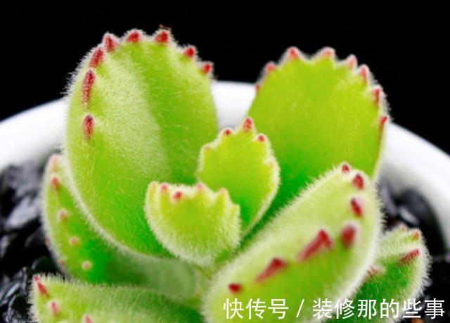 浇水|夏季养护熊童子，植株不烂根不掉叶