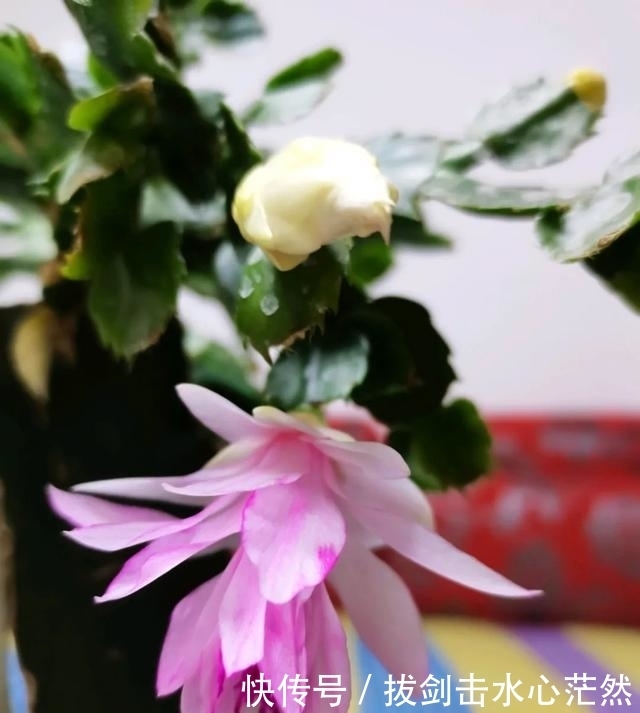 年度十大流行花卉,摆在家里,高贵优雅,又美又仙