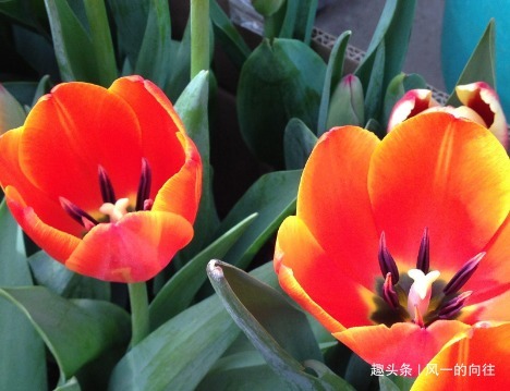 懂花人见了都避开的三种花，号称植物界的毒花，千万不要再养了