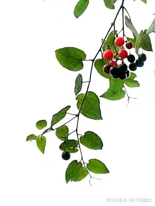 果实|白英成熟后果实宛若玛瑙,人见人爱