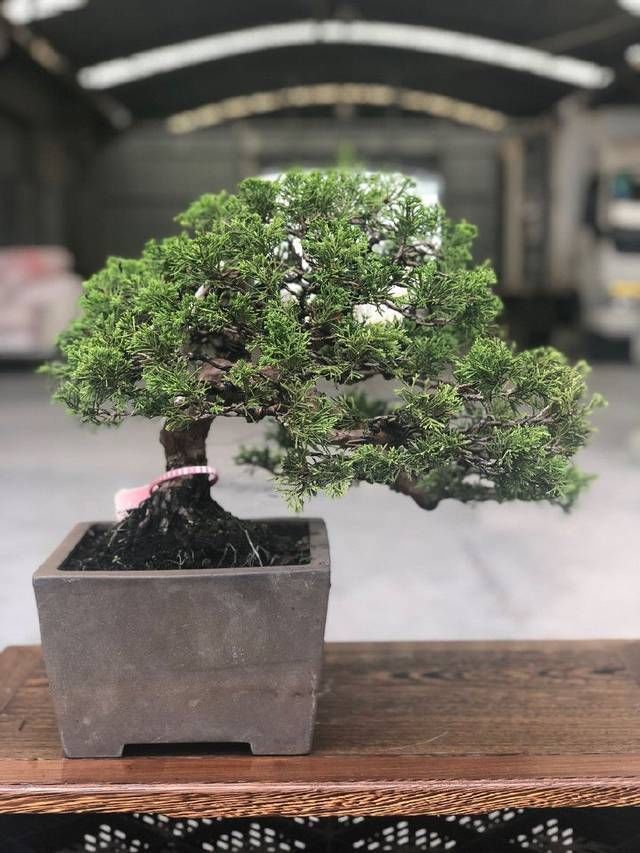 老伯|农村老伯分享的几盆真柏树盆景,盆盆都是精品,不同角度不同的美