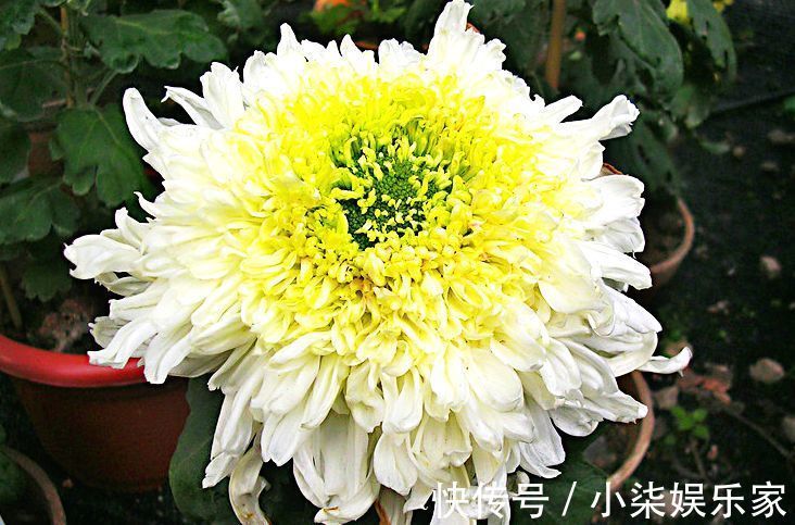 素裹|喜欢菊花,不如养盆优良名菊“西施倩装”,似素裹金秋,清新美丽
