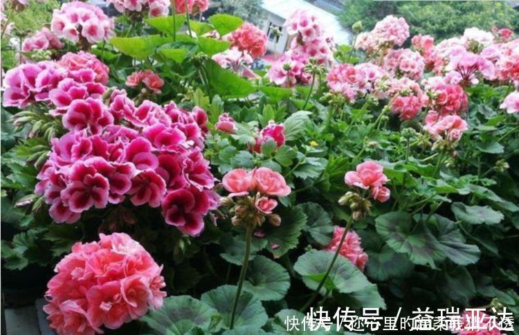 阳台|养花试试此几款，花开繁盛花香怡人，花朵美爆阳台