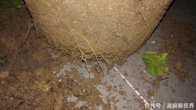 盆栽|幸福树盆栽,养护注意“4点”,新芽多,特别茂盛,还能养开花