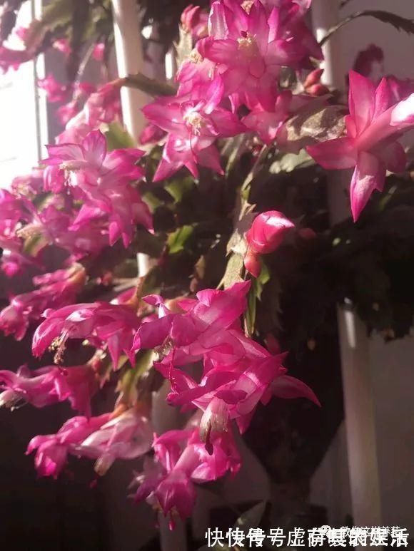 养花|老花匠:扔4种“东西”,就是扔钱,比花肥还好用,不花钱!