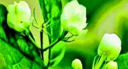 女性|一直被叫“黄脸婆”,女性多吃3种食物,窈窕淑女君子逑