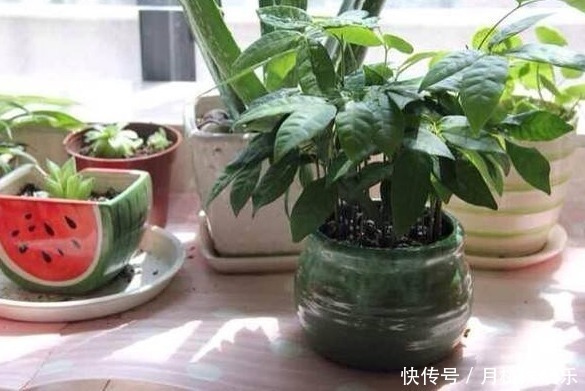 龙眼核|这几种常见水果吃完后核不要扔,不然亏大了,7天长成美丽盆栽