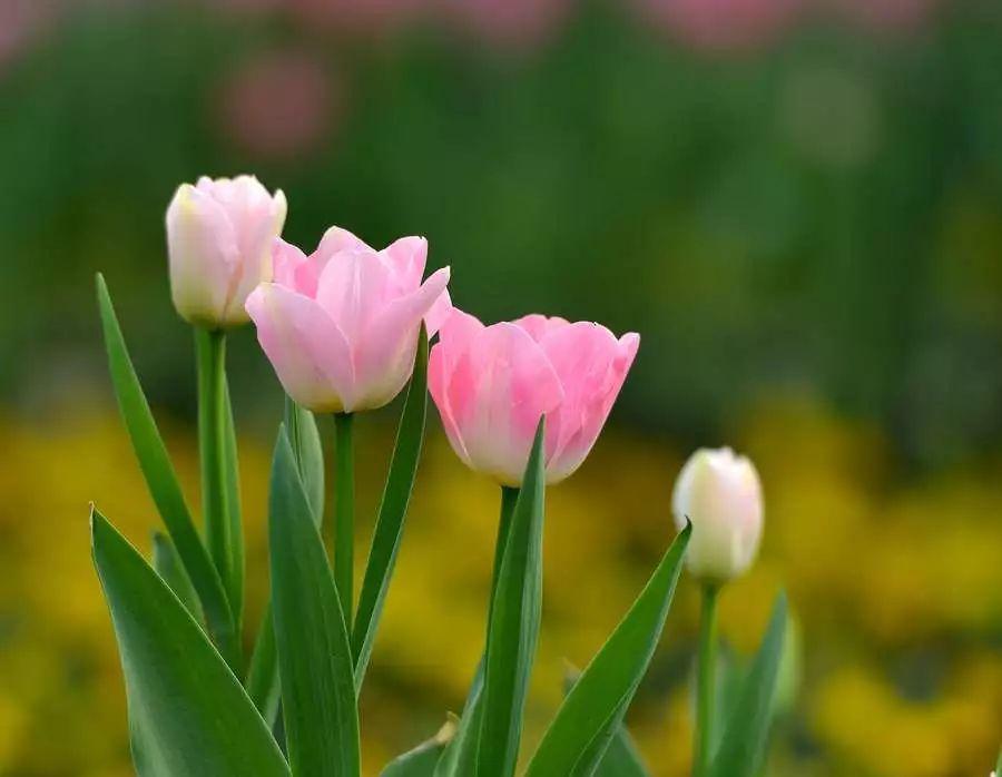 仙客来|想要养好球根花卉,这4点要注意,赶紧学起来,每年都可以开花