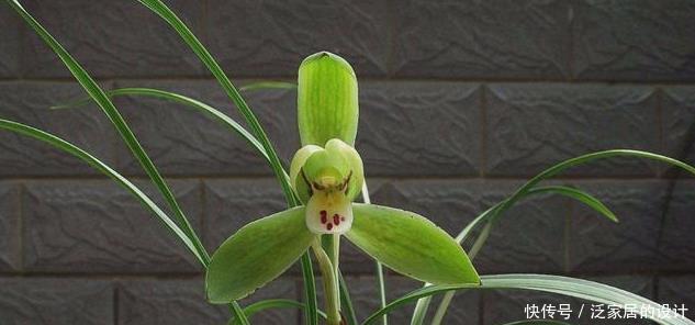 最佳|新手养兰花,有6大禁忌,很多人都忽视了