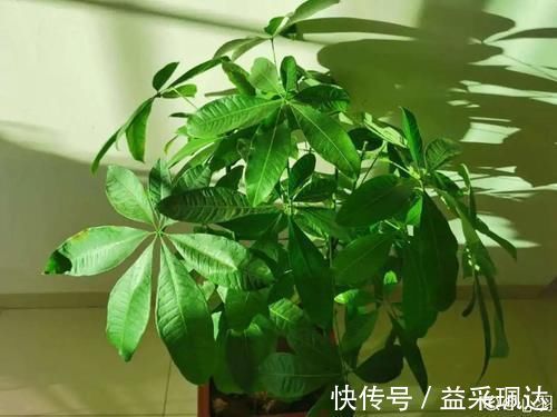 低于5度，6种花一整个冬天不浇水，也能照样活！