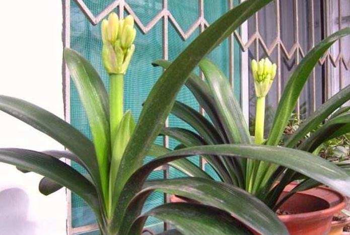 养君子兰做3点,把它埋盆里,叶油绿,花箭抽不停