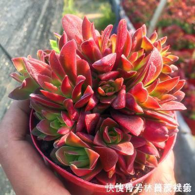 三元缓释肥|养多肉5年,告诉你4种“多肉”值得养,秋天晒一晒,10天变彩色