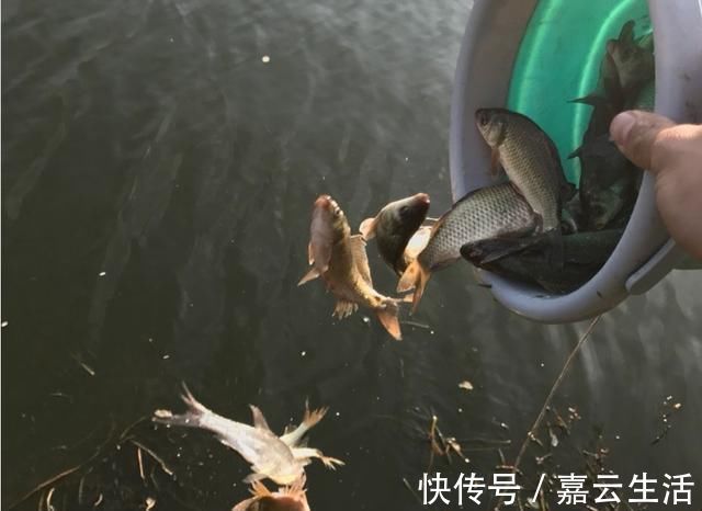人情世故|野钓鱼获成了不花钱的“饲料”,炫耀资本,钓获不放流是人情世故
