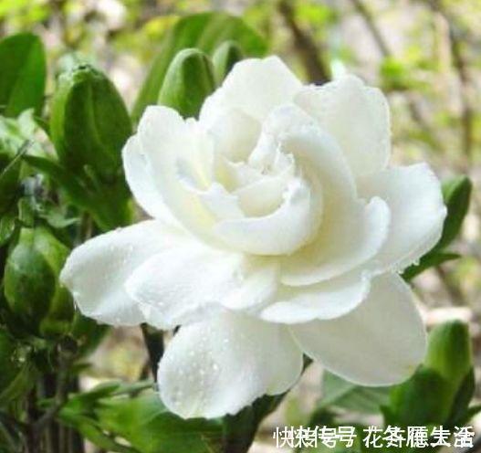 太阳花|养花就养个花期长的,花大色艳,四季繁花似锦,美