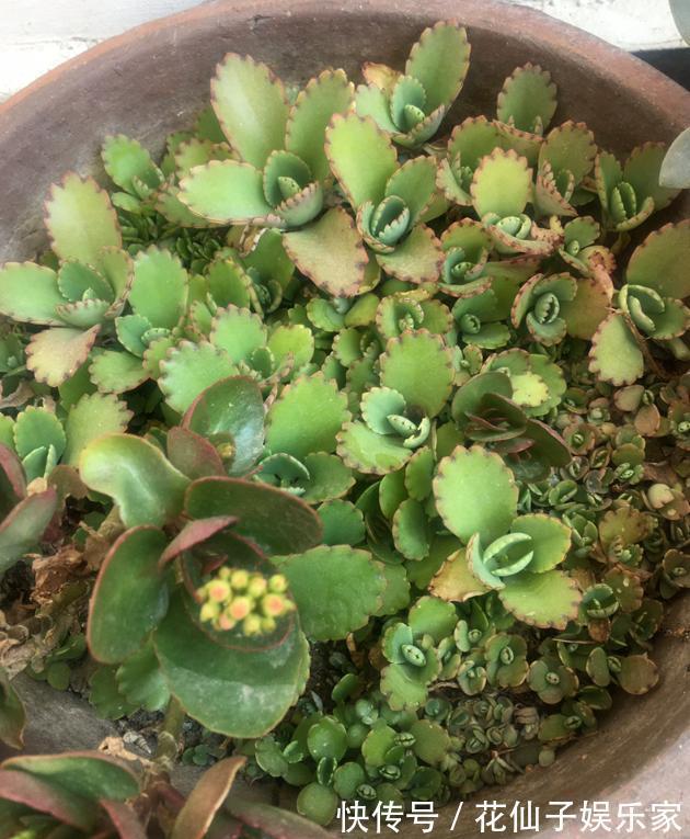 木立芦荟|初次尝试养花,选什么植物好盆栽此4款,搁室内漂亮又好养!