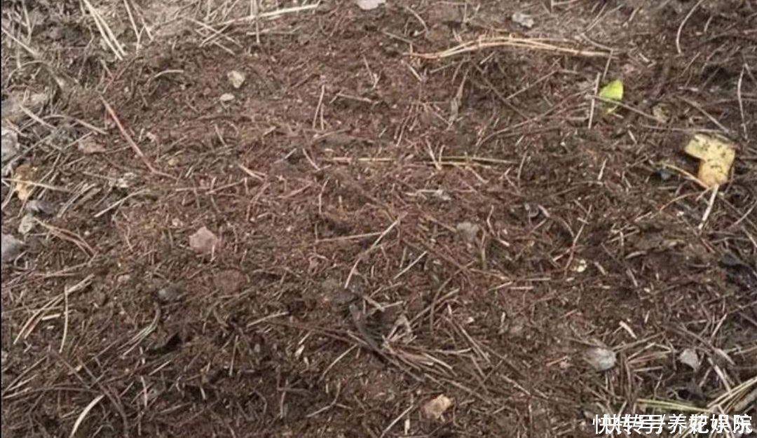 叶子|养君子兰，用3种“花土”，植株长得旺，叶子宽厚