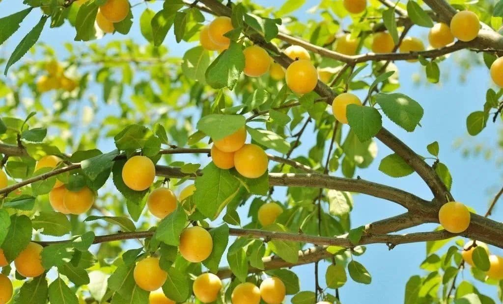 绿水|诗词之杏:绿水满池塘,点水蜻蜓避燕忙