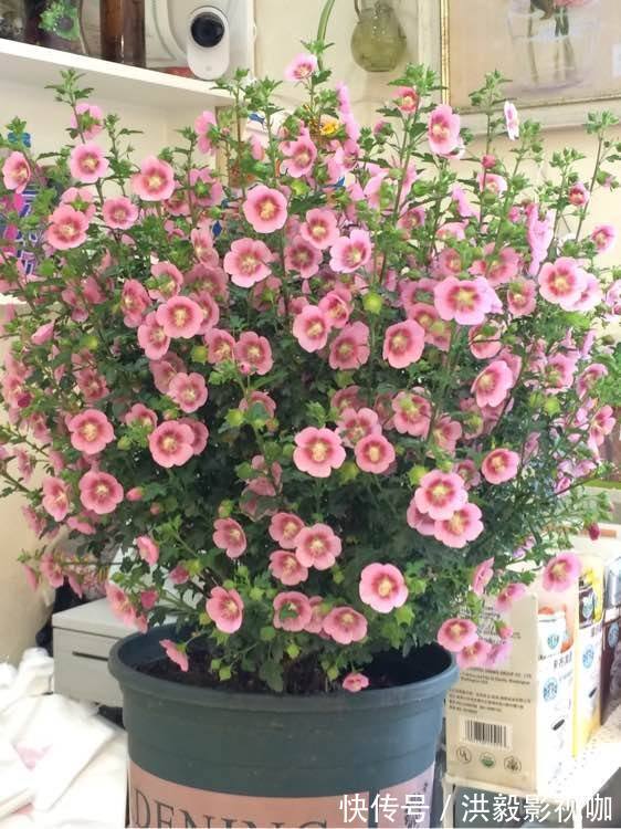 浇灌|李大爷养花,2种水“浇灌”所有花,1盆比1盆旺,从不买“花肥”