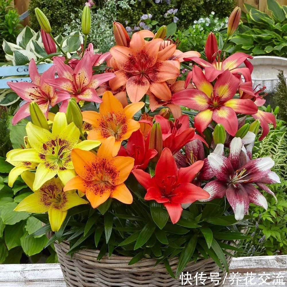  盆栽|冬天室内养盆栽百合，花朵开败叶子不剪，给肥给阳光，春暖就开花