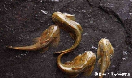 石爬子|四种比海鲜还鲜美的溪水鱼,价格动辄几百上千元,全吃过的人不多