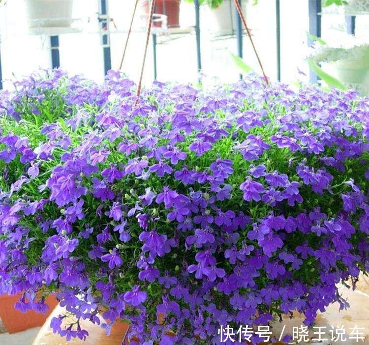 光照|这样做,你家的花也能开成大花球