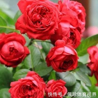 超美的几种花卉,对待新手很友好,不用费心,就能长的特别好