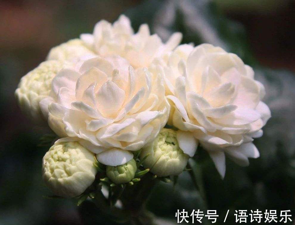 家养3种“金花”,芳香四溢又“健康”,养人又养宅,家人都喜欢