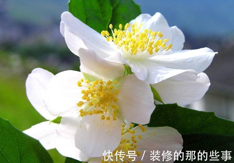 蓝星花|农历7月27号起,最适合养这些花,惹人喜爱,好养寓意好