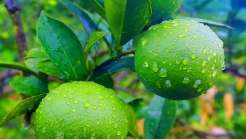 绿橙|比较普通的廉价食物，秋天常吃，促进血液循环，改善便秘，气色好