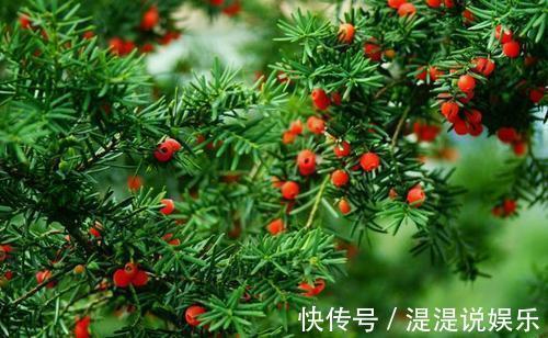 红豆杉|红豆杉可以家养，做好这几点，能开花结果，价值高