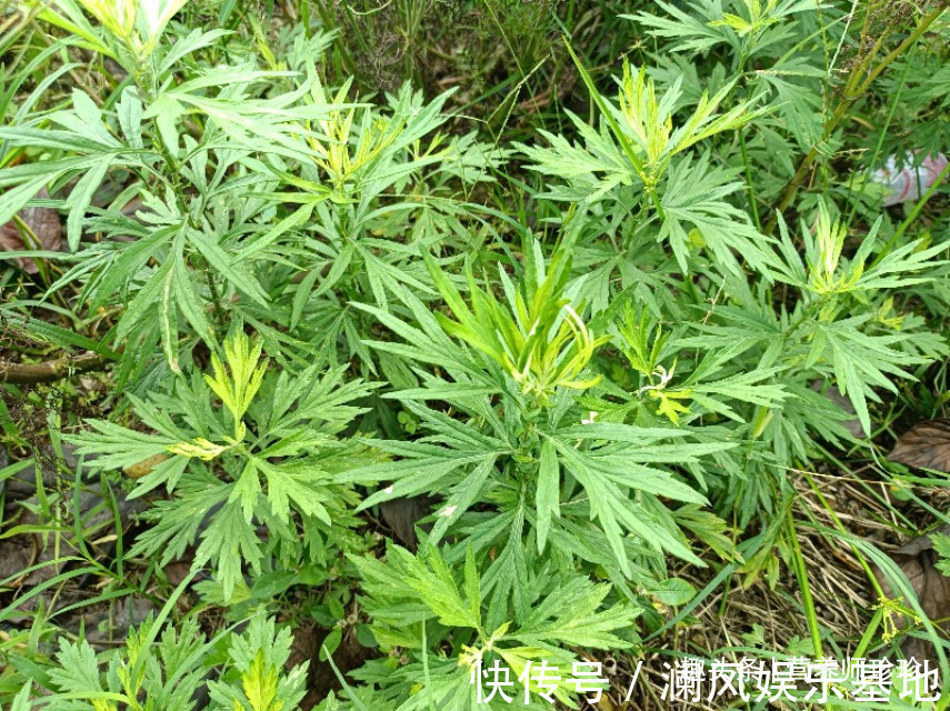 农村|3种农村常见的野草,用来泡脚价值高,方便又实用,关键还不花钱