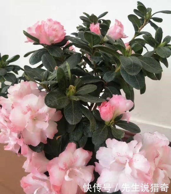 杜鹃花买回家,两个月就挂了,杜鹃有“3怕”,避开很重要
