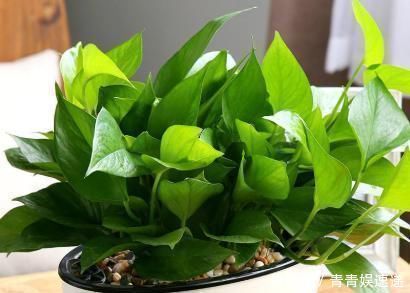 植物扦插不用土,一点点水就可以,告诉你具体“水插”方法