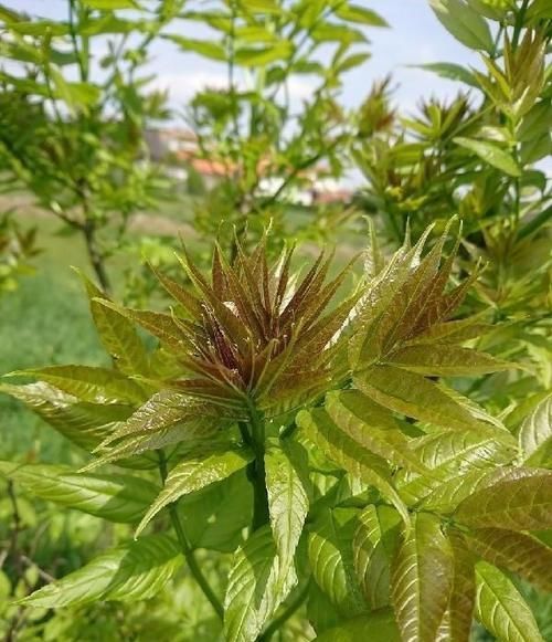 减肥瘦身|女性想要身材好，以下蔬菜坚持吃，排毒刮油，减肥瘦身，效果好