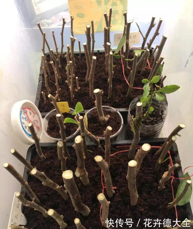 生根|9一10月,别忘记“扦插”这些花,“温度”适宜利于生根
