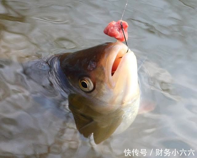 春季下雨钓鱼攻略,小鱼少大鱼多,靠岸觅食吃口狂