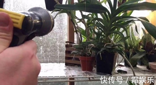 修剪|喜欢养花,先戒掉7个坏习惯,不然啥花也养不好,你占了几个