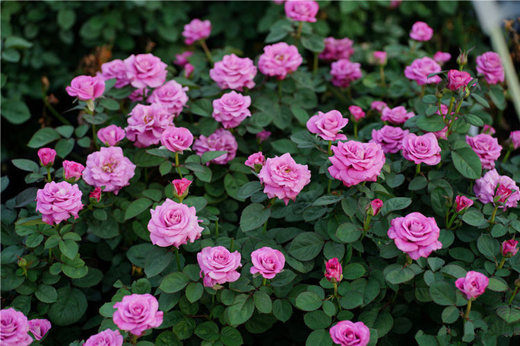 几种花很耐养,沾土就能活,有阳光就爆盆,给点水就疯长,太好养