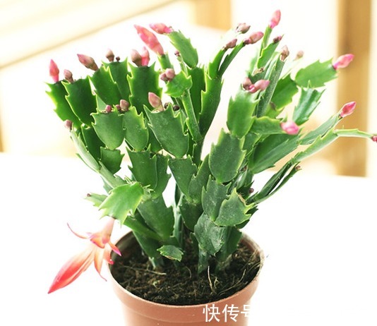 家养蟹爪兰摆放有讲究，学会这几个小技巧，轻松花开爆满盆