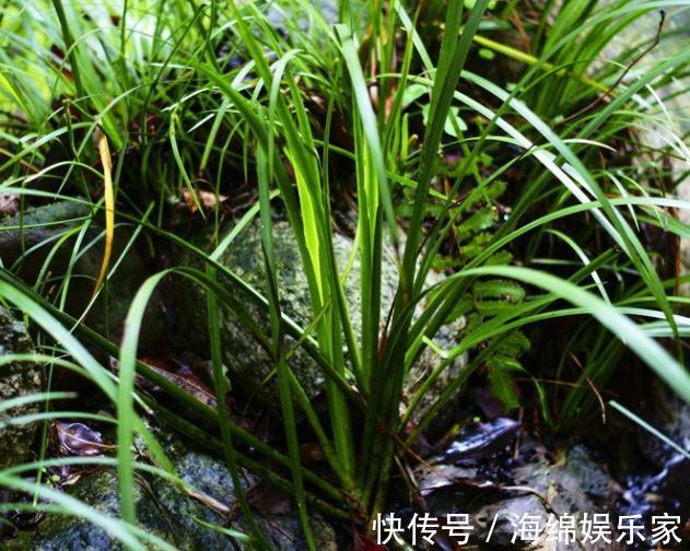 此种绿植叶片比香水还香,放浴室清除异味效果好,管理相当省心
