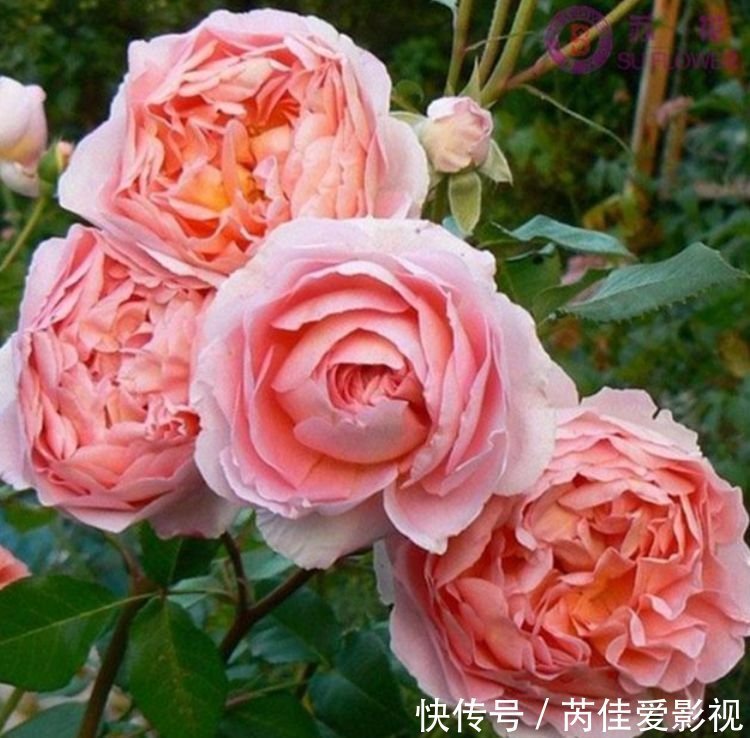 养花就养4种花,家里养一盆,花色鲜艳,适合种在庭院观赏