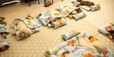 便宜|铲屎官送狗狗去幼儿园,看到发来的照片后却酸了难怪学费不便宜