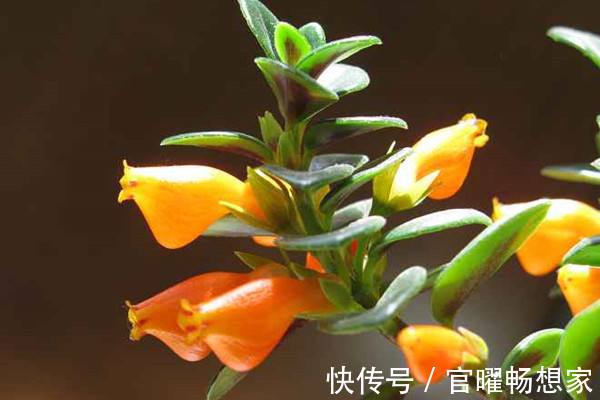 吊兰也能“开红花”，养一盆“嗖嗖”冒花苞，比绿萝漂亮！