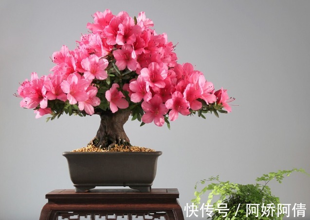 花卉|食醋是花卉的保护剂，杀菌消毒又抗病，叶绿花多还茂盛