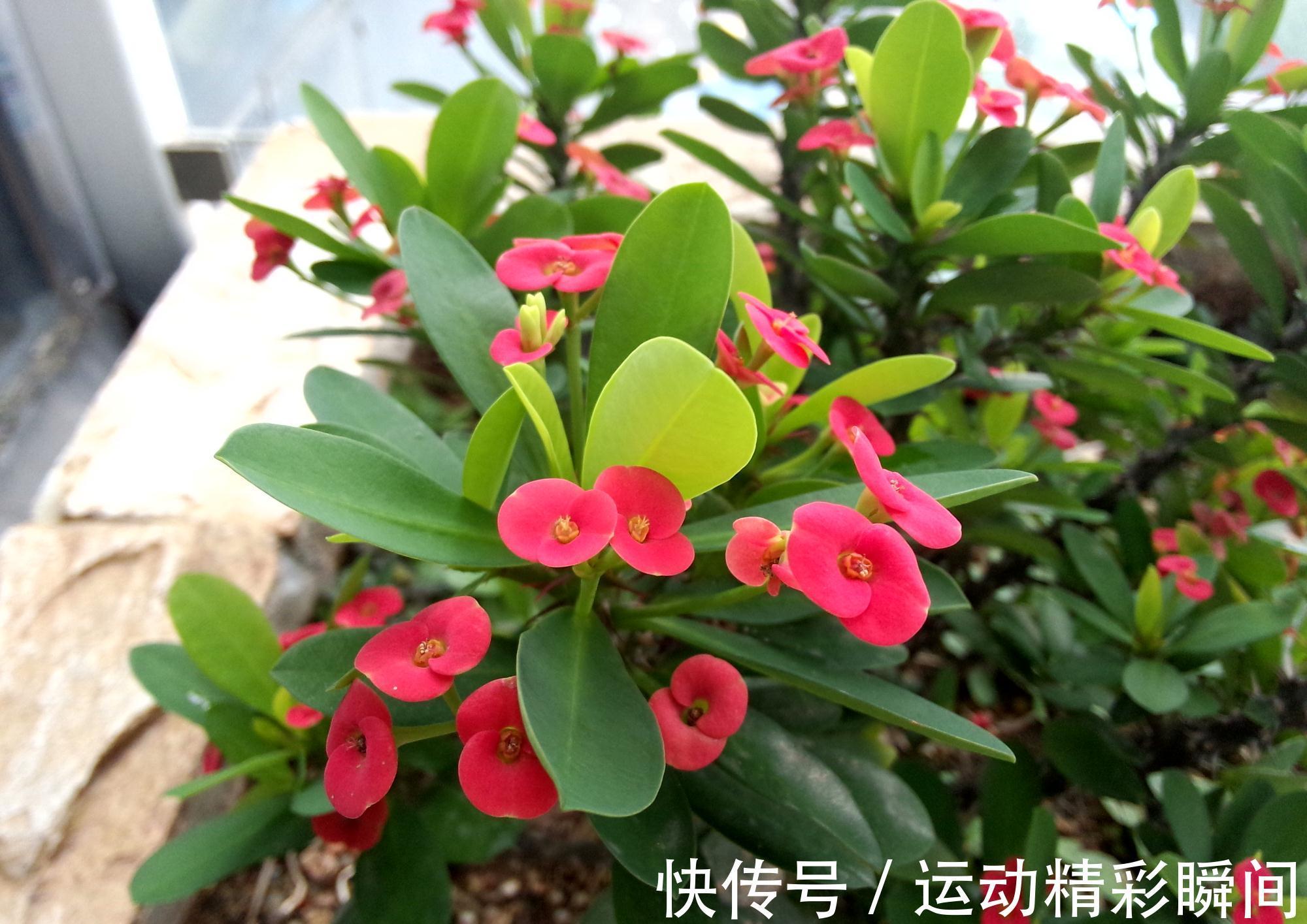 虎刺梅|有2种花,非常皮实好养漂亮,没有虫害、一直开花、花期超长