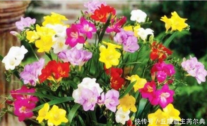 家里要养4种花,开花吉祥又喜庆,远远的,就能闻到它的花香