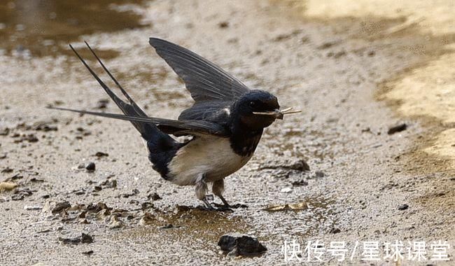 食物|燕子飞往南方过冬，“南方”究竟是哪？答案让人大吃一惊