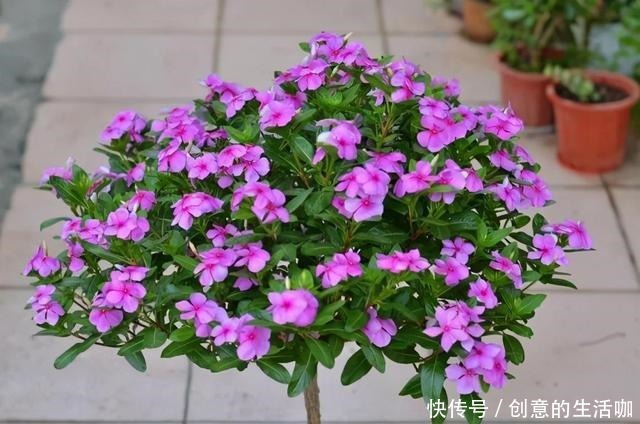 农村一种“泼辣花”，掐一心冒十枝花，一年长成老桩“小花树”！